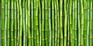 właściwości bambusa